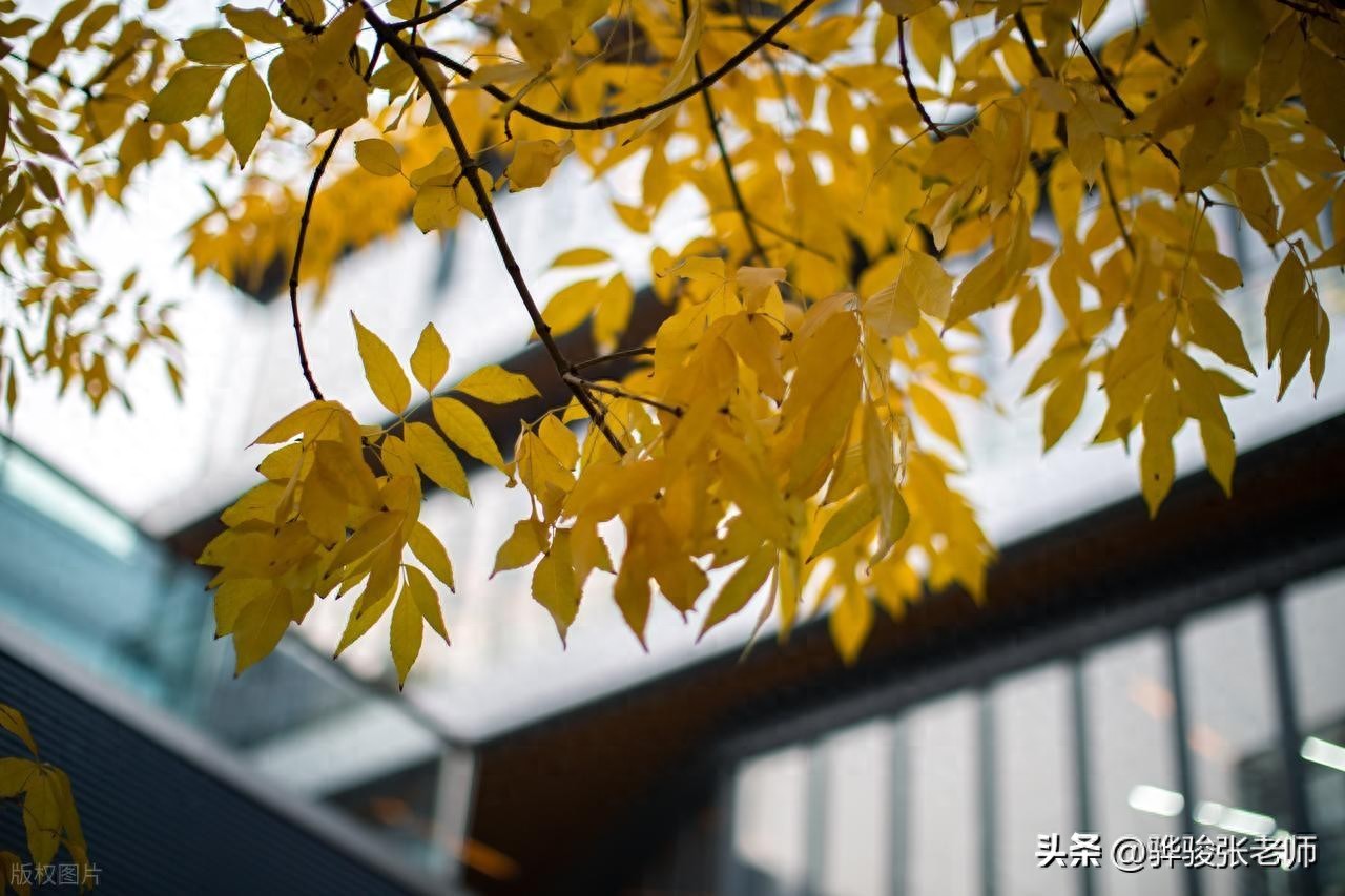 全国211高校排名_大学排名_北京邮电大学西安电子科技大学南京航空航天大学